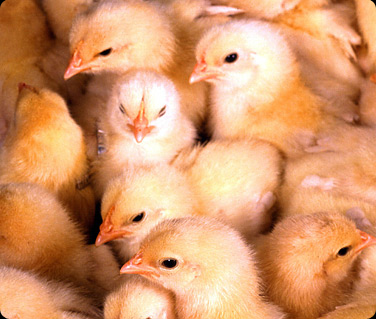 chicken farm