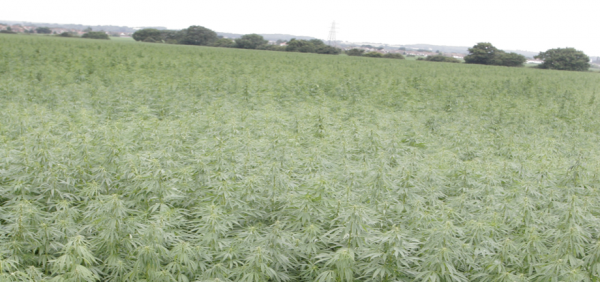 a field of hemp