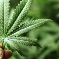 a marijuana leaf