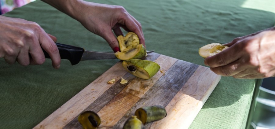 Pawpaw samples are available at the Ohio Pawpaw Festival, Sept. 11-13 at Lake Snowden in Albany. (Brooke Herbert Hayes/WOUB)