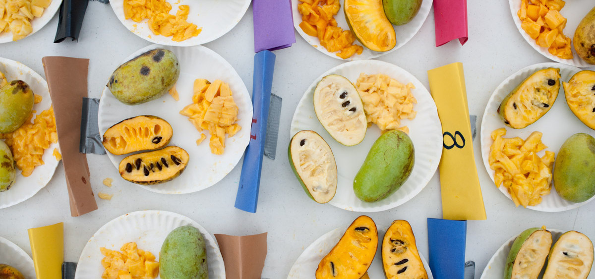 Entries for the best-tasting pawpaw contest are displayed during the 17th Annual Ohio Pawpaw Festival at Lake Snowden. (Yi-Ke Peng/WOUB)