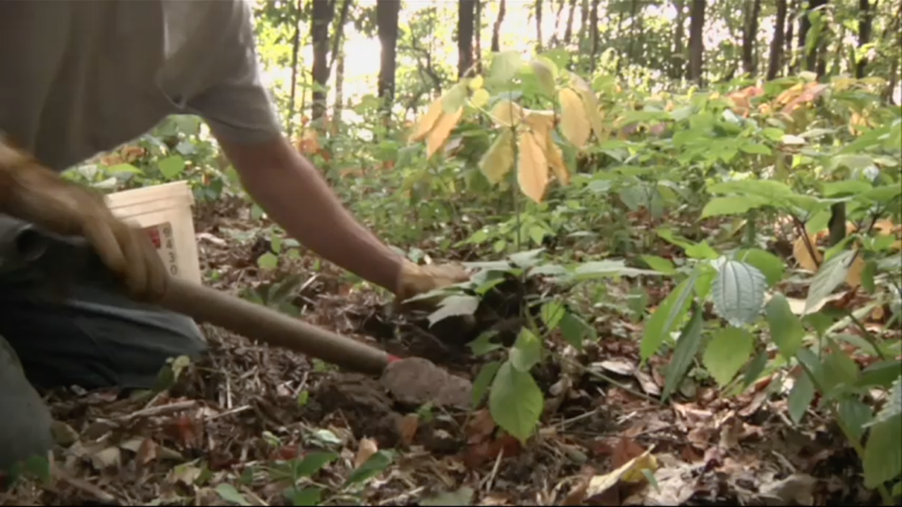 National Forest in Ohio Requiring Permits to Harvest Ginseng - WOUB Public Media