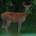 A white-tailed deer stands in a wooded area