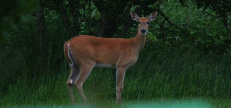 A white-tailed deer