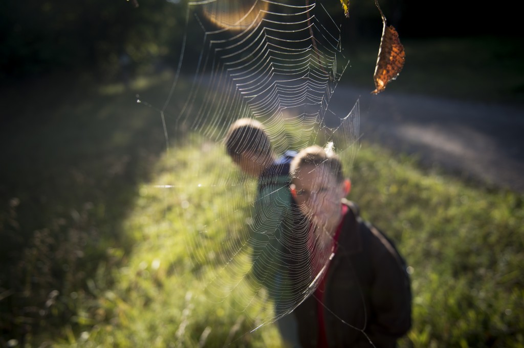 Liam notices a spider web on his walk to the school bus stop early in the morning.