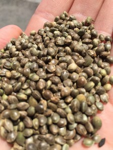 Hemp seeds must be imported and closely monitored. (Credit: Nicole Erwin)
