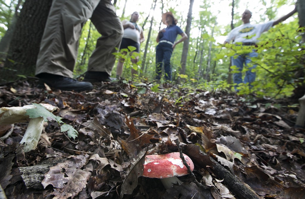 Hikers gather around and discuss a mushroom, the Amanita Muscaria, after discovering during the 2-mile hike in Alley Park Saturday. (WOUB/Jennifer Coombes)