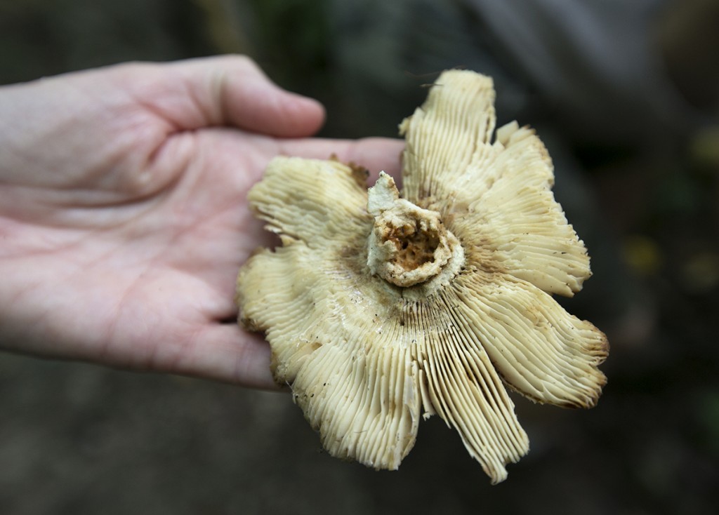 Certain varieties of mushrooms have what are called gills on their underside. During the Lancaster Parks and Recreation Mushroom Hike participants picked mushrooms and examined different varieties. (WOUB/Jennifer Coombes)