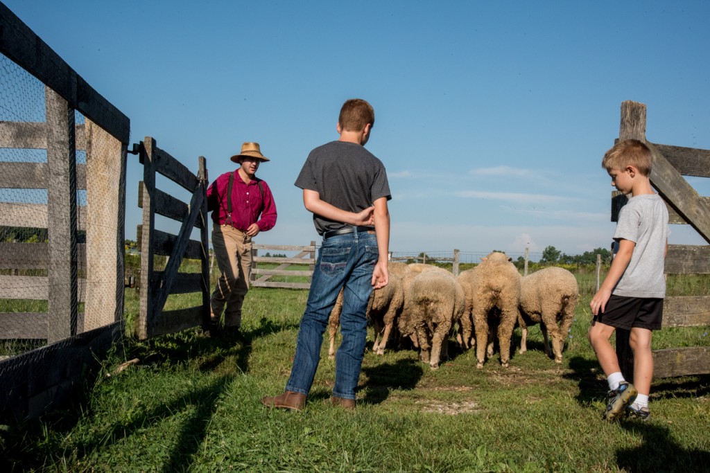 Jeremy Angstadt (left) opening the gate to the pasture where sheep feed while participants, Max Harshen (middle), and Peter (last name withheld), help guide the sheep at Slate Run Living Historical Farm’s morning chores program in Canal Winchester, Ohio, on September 10, 2016. “The sheep are allowed to graze in the field so we don't have to feed them hay.” (WOUB/ Carolyn Rogers)