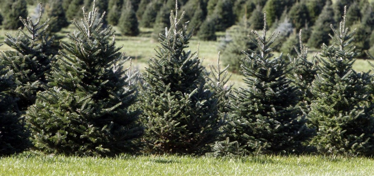 Agency Asks For Christmas Trees After Holidays - WOUB Public Media