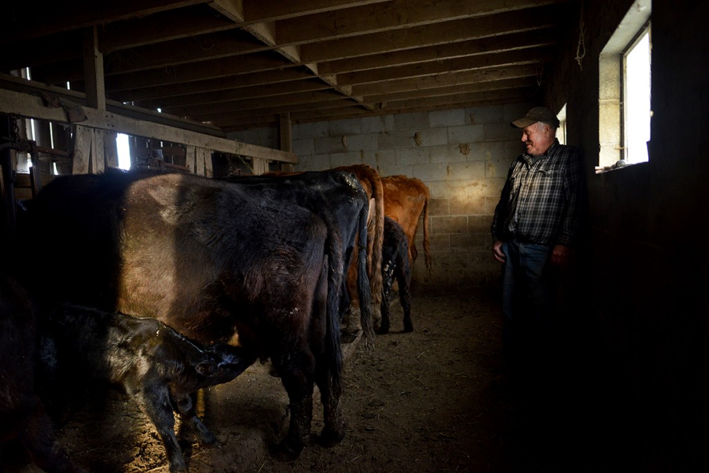 John Cherry watches his cows feed in his family’s barn on the Hocking County side of New Plymouth. (Kelsey Brunner/WOUB)