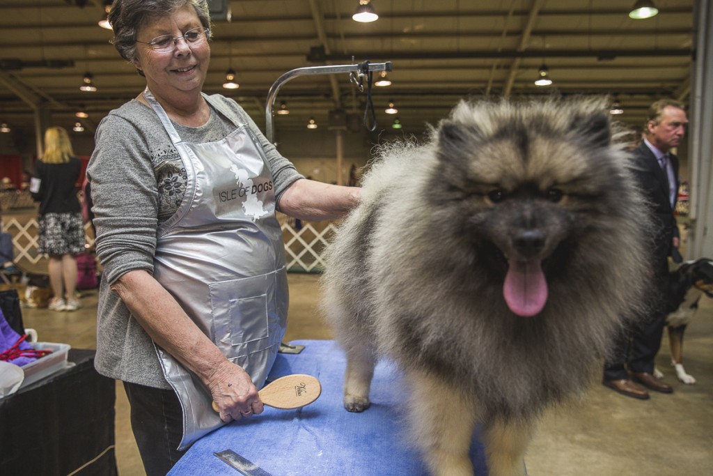 Joyce Perkins inspects her grooming of Keeshond, Buzz. Perkins has been showing dogs since 1991. (Erin Clark/WOUB)