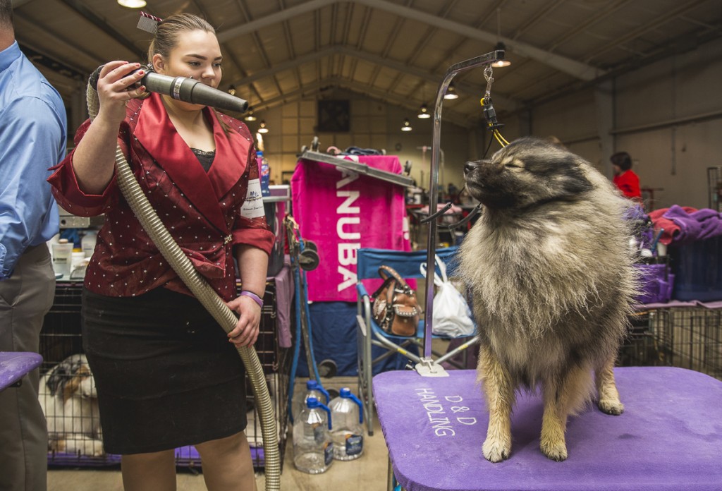 Ashley Houk, of Indiana, blow dries her Keeshond, Gigi, at the Central Ohio Kennel Club Dog show on April 23, 2017. (Erin Clark/WOUB)