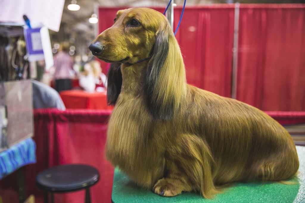 Burns, a 2 year old Long-haired Dachshund from Chicago, Illinois. (Erin Clark/WOUB)