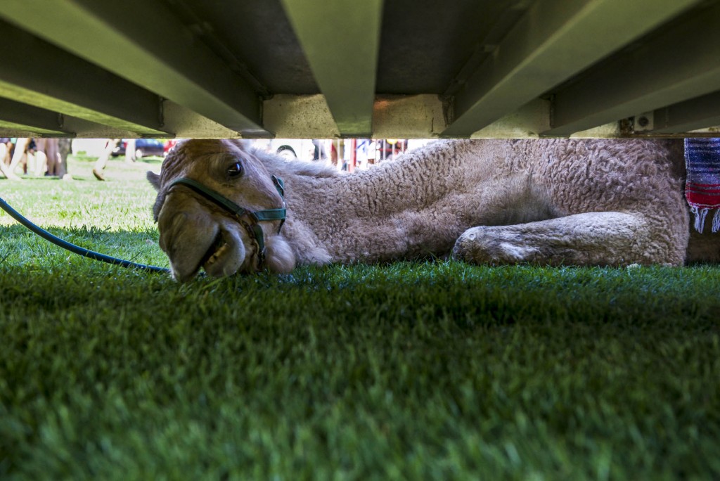 Ophelia reaches her neck under the trailer to eat to the untouched at the Zoo To You event at Ohio University on April 18, 2017. (Daniel Linhart/WOUB)