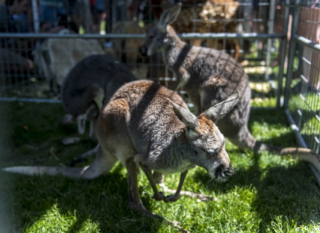 Baby kangaroos at the Zoo To You Event on Tuesday, April 18, 2017. (Daniel Linhart/WOUB)