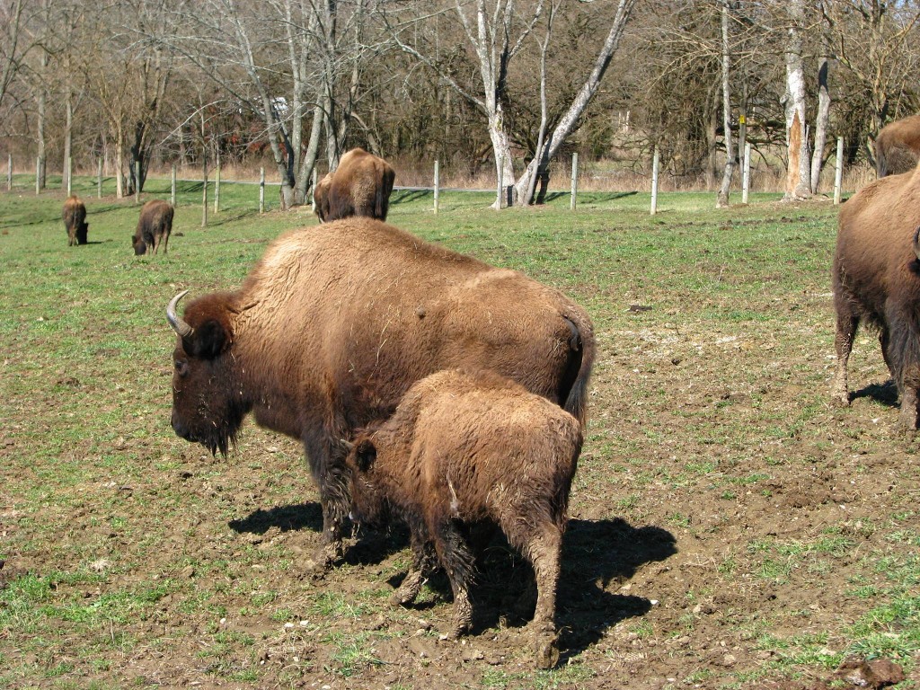 Bison at the Boss Bison Ranch. (Submitted) 