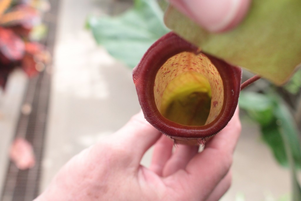 Harold Blazier shows off the inside of a pitcher plant that has successfully caught some insects. (WOUB/Emily Votaw)