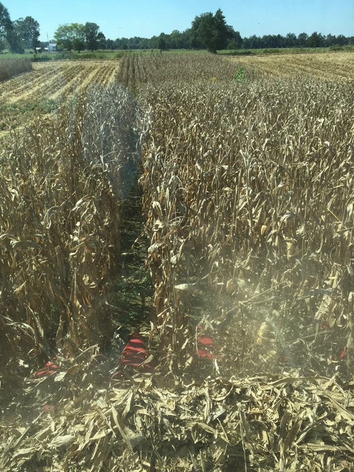 Cornfields at harvest time. (Courtesy Jeanna Glisson)