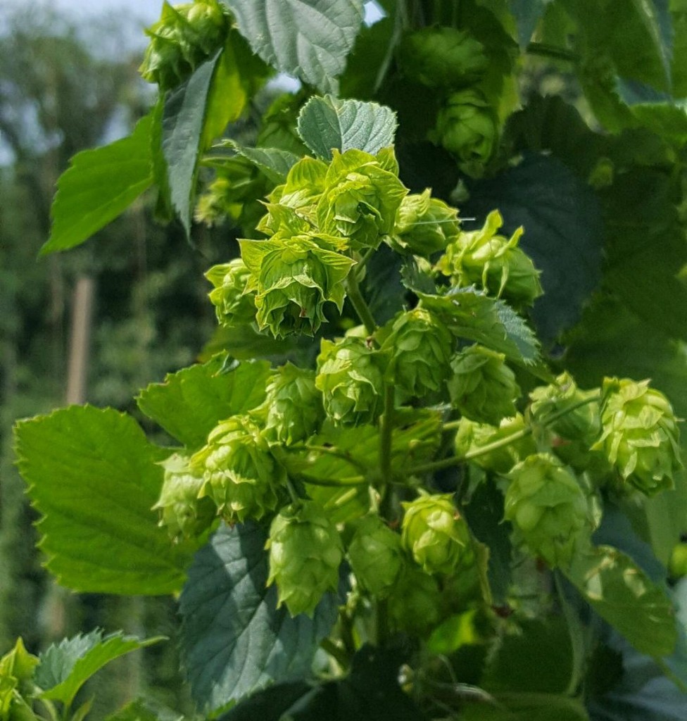 Hops are key to craft beers, but can be tricky for farmers. (Nicole Erwin/ Ohio Valley ReSource)