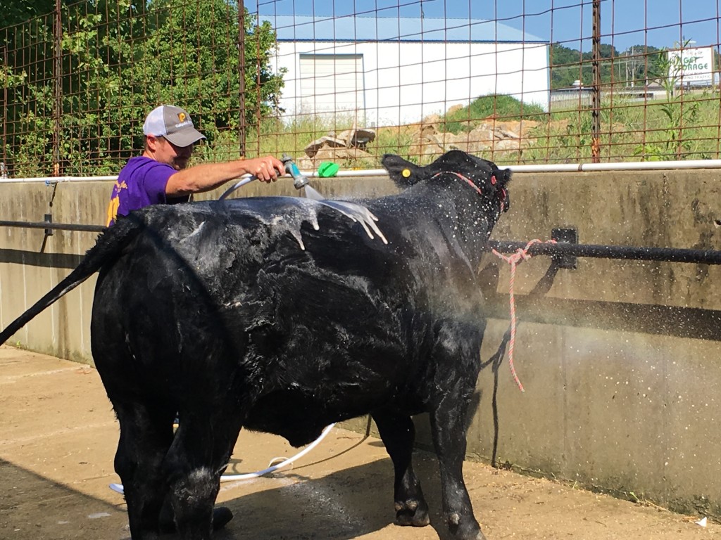 A cow gets a soap-and-shine outside of the show barn on Tuesday.  Photo by Susan Tebben / WOUB News