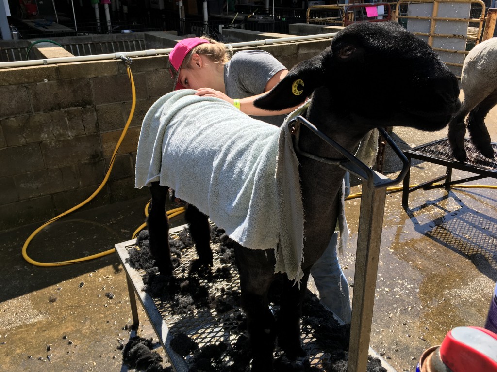 Jenna Kasler, of Amesville, shaves her sheep before it's set to be shown Wednesday at the Athens County Fair.  Photo by Susan Tebben / WOUB News