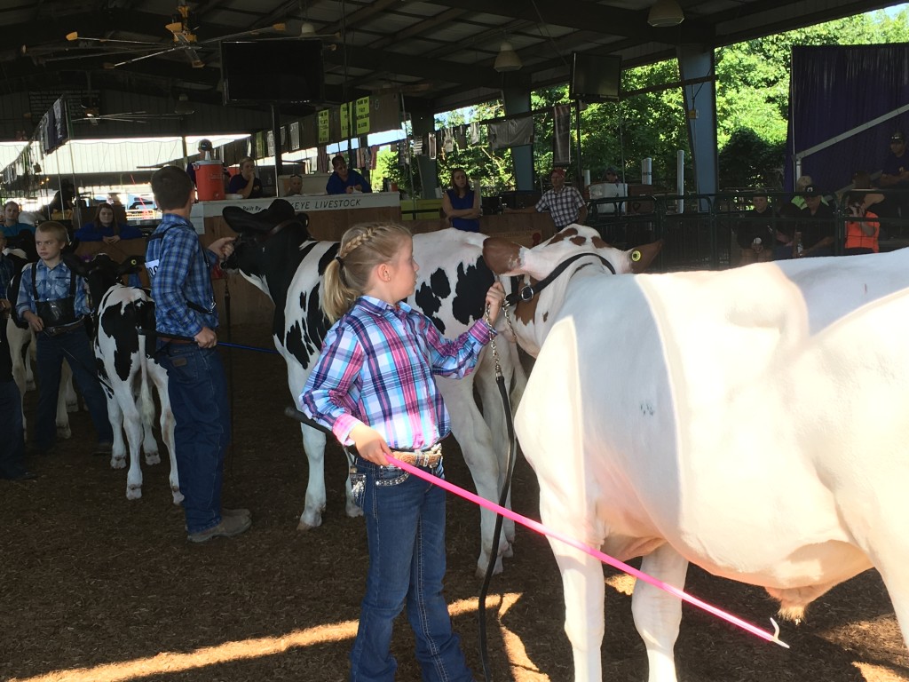 9-year-old Raegan Wandling, of Albany, shows her cow along with others in a market dairy feeder competition on Tuesday. Wandling, in the foreground, won second place in the competition. Photo by Susan Tebben / WOUB News