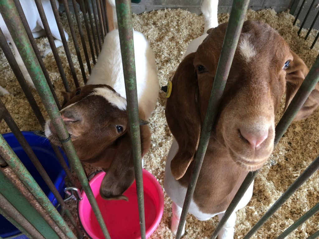 Two goats smile for the camera Tuesday at the Athens County Fair. Photo by Susan Tebben / WOUB News