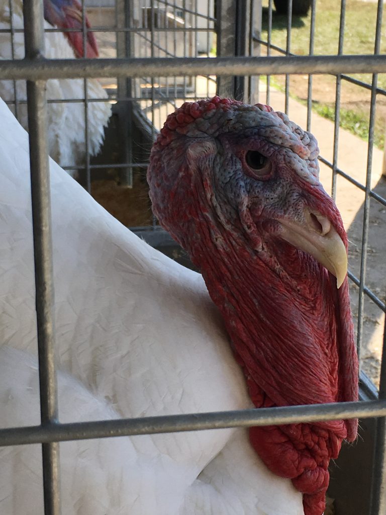 A turkey sits in the Champion Barn at the Athens County Fair.  Photo by Susan Tebben / WOUB News
