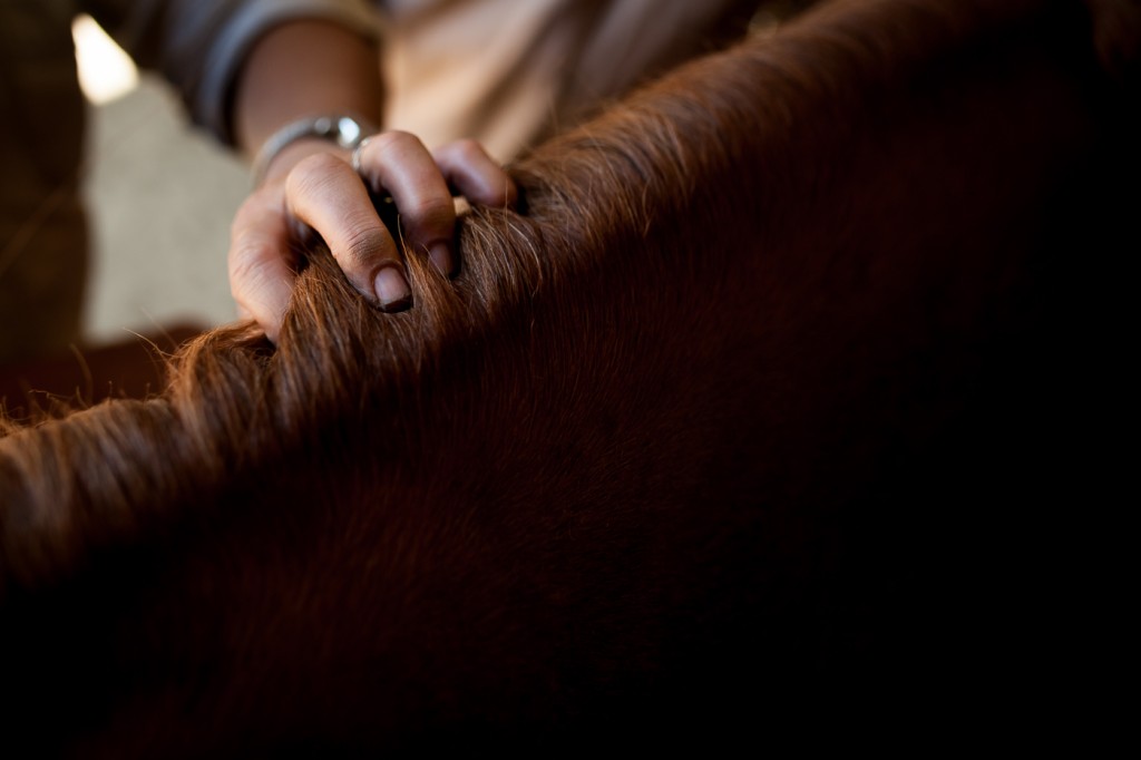 A horse receives a grooming after a lesson at Smoke Rise Ranch. (Michael Swensen/WOUB)