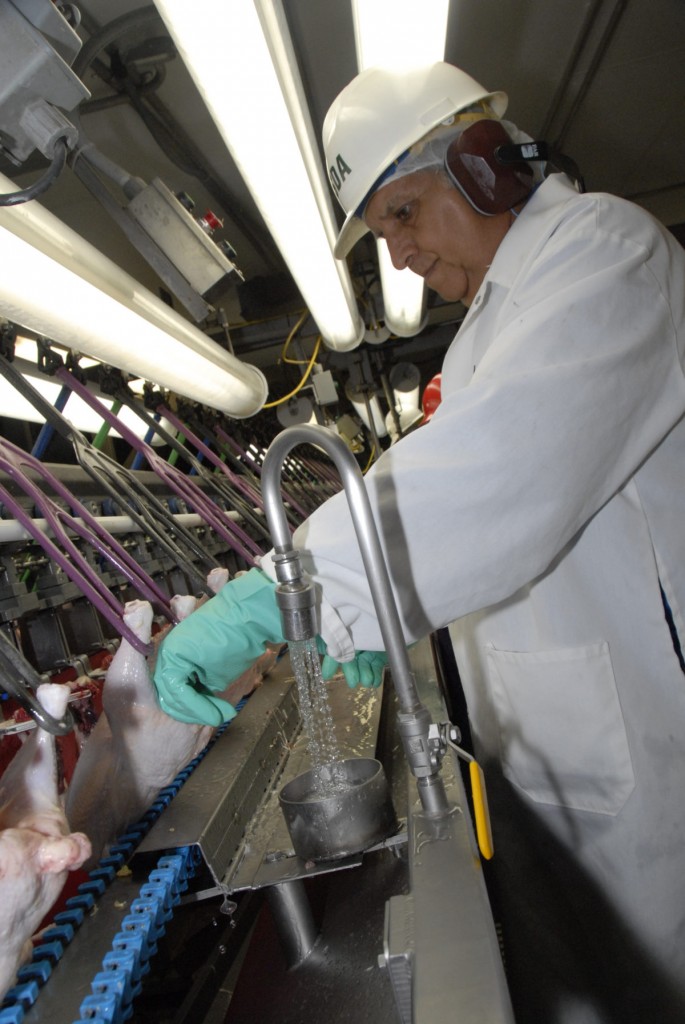 A USDA Food Safety and Inspection Service inspector examines chickens. (USDA/Alice Welch)