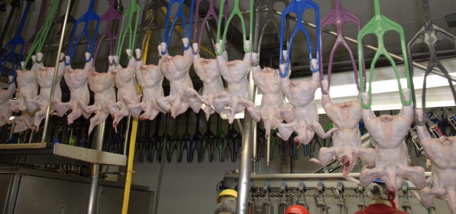 Chickens are carried through a poultry slaughterhouse on mechanical arms.
