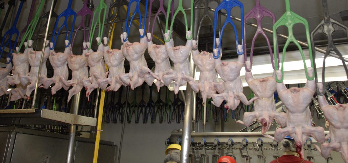 Chickens are carried through a poultry slaughterhouse on mechanical arms.