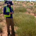 Ben Anderson collects grass samples in Western Australia. Spinifex tastes to some like salt and vinegar chips — but it's so hard and spiky that scientists say collecting samples can be painful.