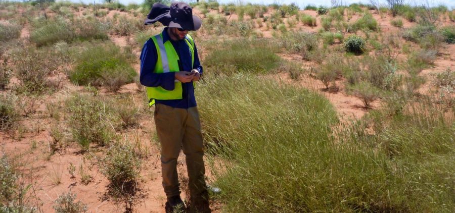 Ben Anderson collects grass samples in Western Australia. Spinifex tastes to some like salt and vinegar chips — but it's so hard and spiky that scientists say collecting samples can be painful.