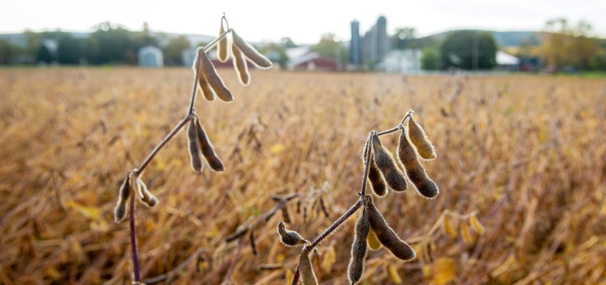 Soybean plants, with pods ready for harvest, in Boonsboro, Maryland.