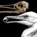 A CT-scan image of the skull of an ancient bird shows how one of the earliest bird beaks worked as a pincer, in the way beaks of modern birds do, but also had teeth left over from dinosaur ancestors. The animal, called Ichthyornis, lived around 100 million years ago in what is now North America.