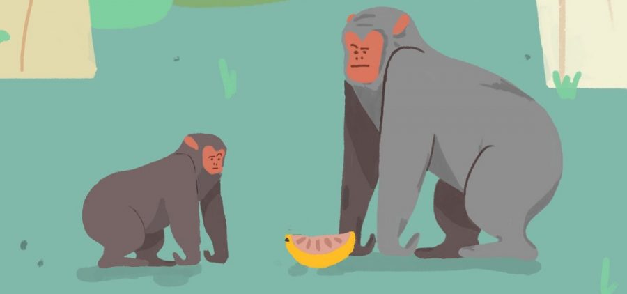 Unlike humans, chimpanzees don't readily share food, even with their own children.