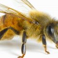 Using card with black symbols, researchers trained honeybees to understand that sugar water would always be located under a card with the least number of symbols — including when presented with a card that was totally blank.