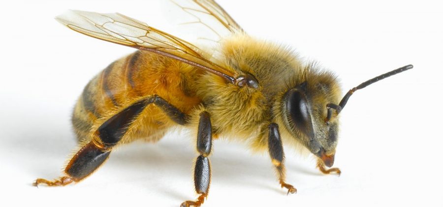 Using card with black symbols, researchers trained honeybees to understand that sugar water would always be located under a card with the least number of symbols — including when presented with a card that was totally blank.