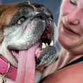 Zsa Zsa, an English bulldog, won the World's Ugliest Dog competition this weekend in Petaluma, Calif. She's seen here with her owner, Megan Brainard of Minnesota.