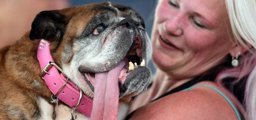 Zsa Zsa, an English bulldog, won the World's Ugliest Dog competition this weekend in Petaluma, Calif. She's seen here with her owner, Megan Brainard of Minnesota.