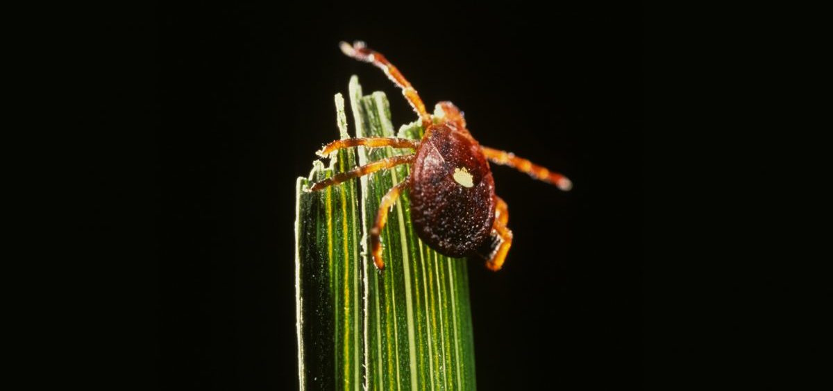 If you are bitten by a Lone Star tick, you could develop an unusual allergy to red meat. And as this tick's territory spreads beyond the Southeast, the allergy seems to be spreading with it.