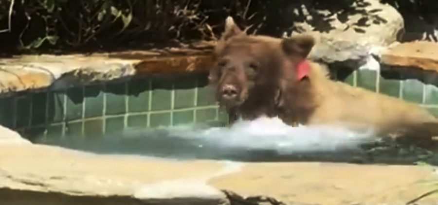 A bear entered a backyard in Altadena, Calif., and spent some time in the hot tub.