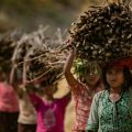 Rohingya children carrying firewood into the Kutupalong camp in Bangladesh. Refugees have stripped almost all the area vegetation to use in cooking fires.