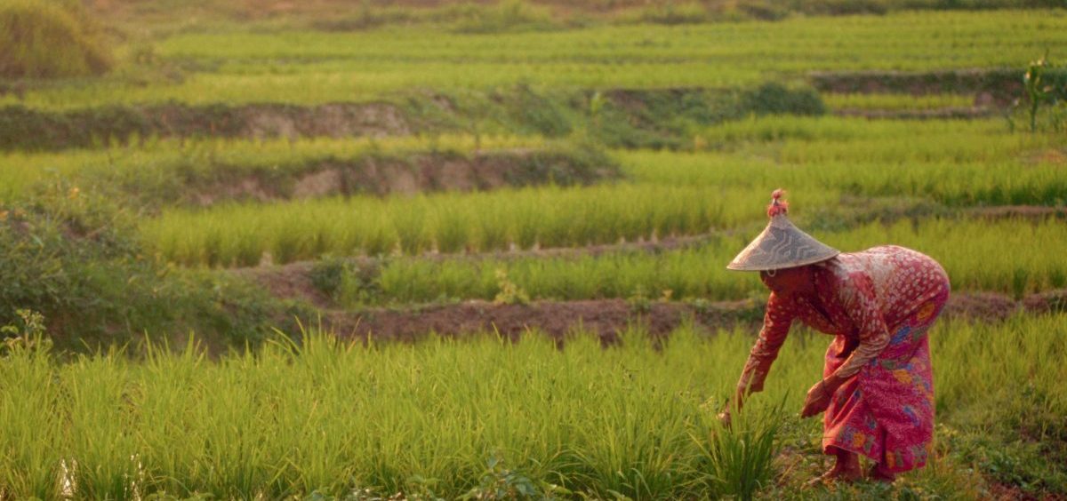 An increase in atmospheric carbon dioxide would lead to a decrease in the nutritional content of many foods, such as rice, seen here growing in Malaysia.