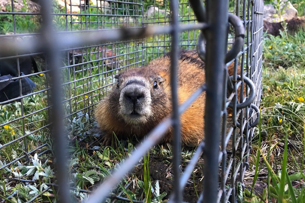 Marmot researchers at the Rocky Mountain Biological Laboratory try to capture and tag every yellow-bellied marmot in their research area to know how individuals and populations are impacted by changing climate conditions.