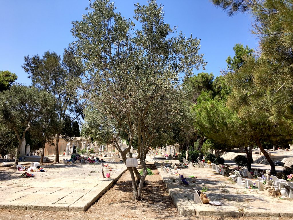 A tree marks the spot where 24 unidentified asylum seekers who drowned on April 18, 2015, are buried in Addolorata, Malta's main cemetery. A 10-year-old boy, now known as No. 132, is among those buried here.