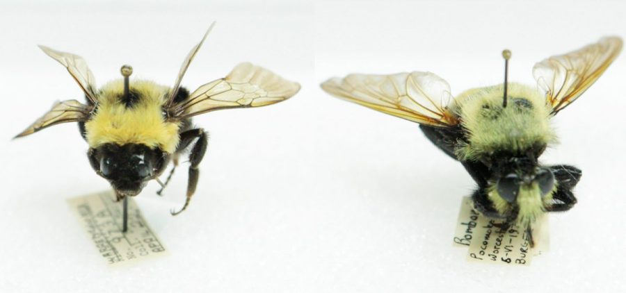A species of predatory robber fly (right) has evolved to mimic its prey, a bumblebee (left).