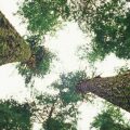 Trees can't talk — or can they? Ecologist Suzanne Simard says tree communicate with each other in a unique way.